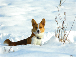 dog snow